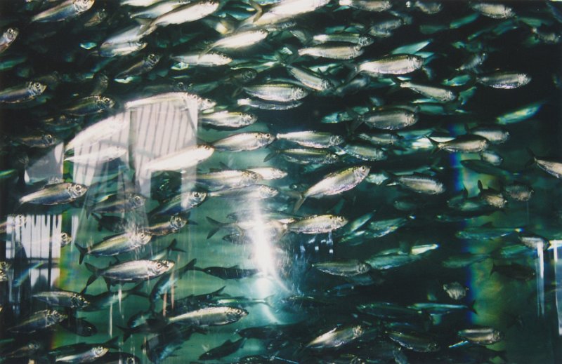 014-Baltimore Aquarium.jpg